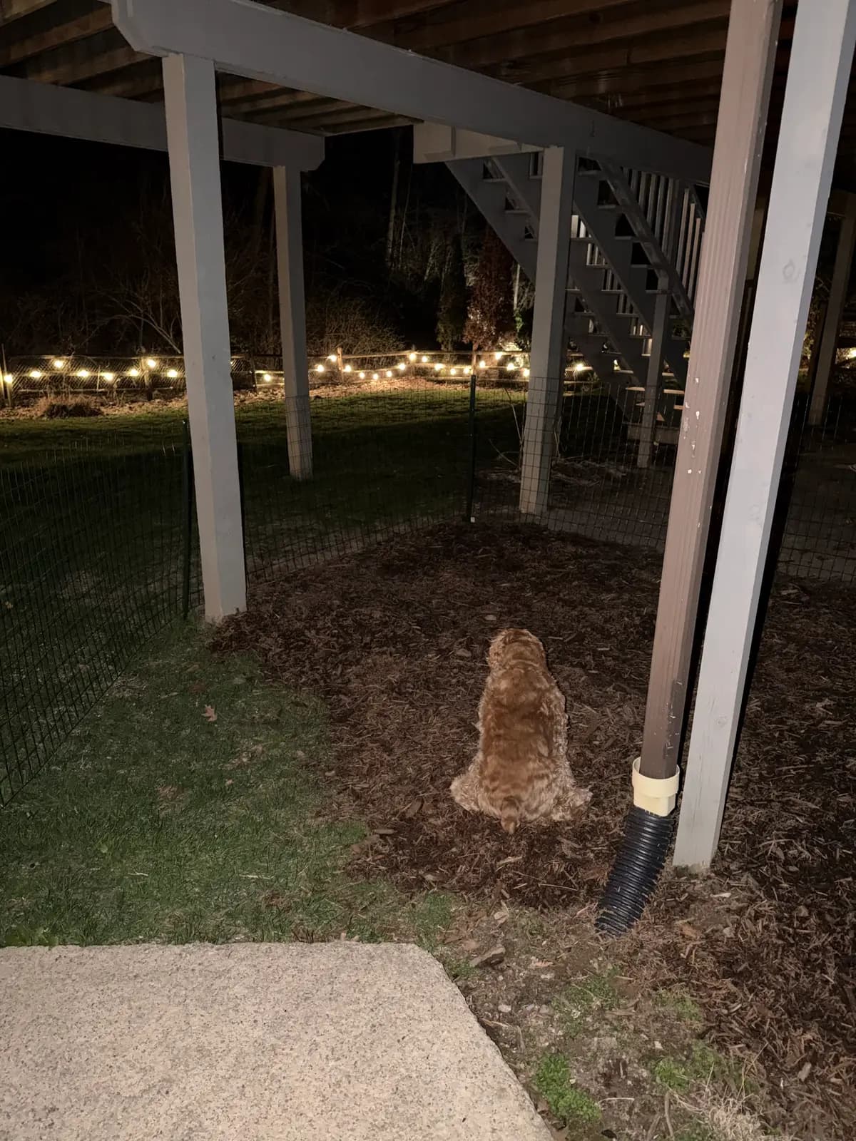 The Christening: Became the first dog to use the brand new toilet zone. Made some beautiful history.