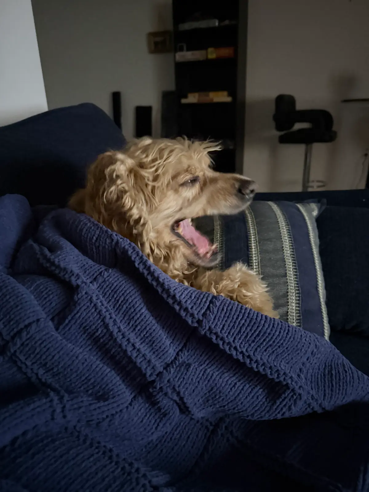 Wide Awake: Despite the rumors, I'm not at all sleepy. You see, sleep is for the weak.