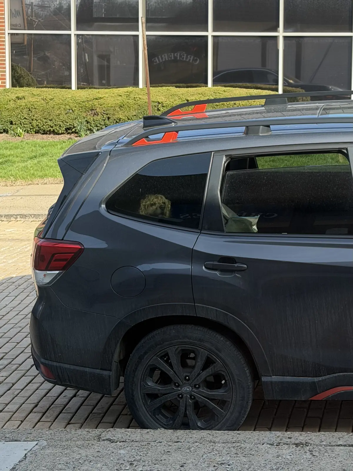 Quarantined: Waiting in the car for the humans to finish up at the café. Boring. Partner and Frenzy are keeping me company, at least. We're in this together.