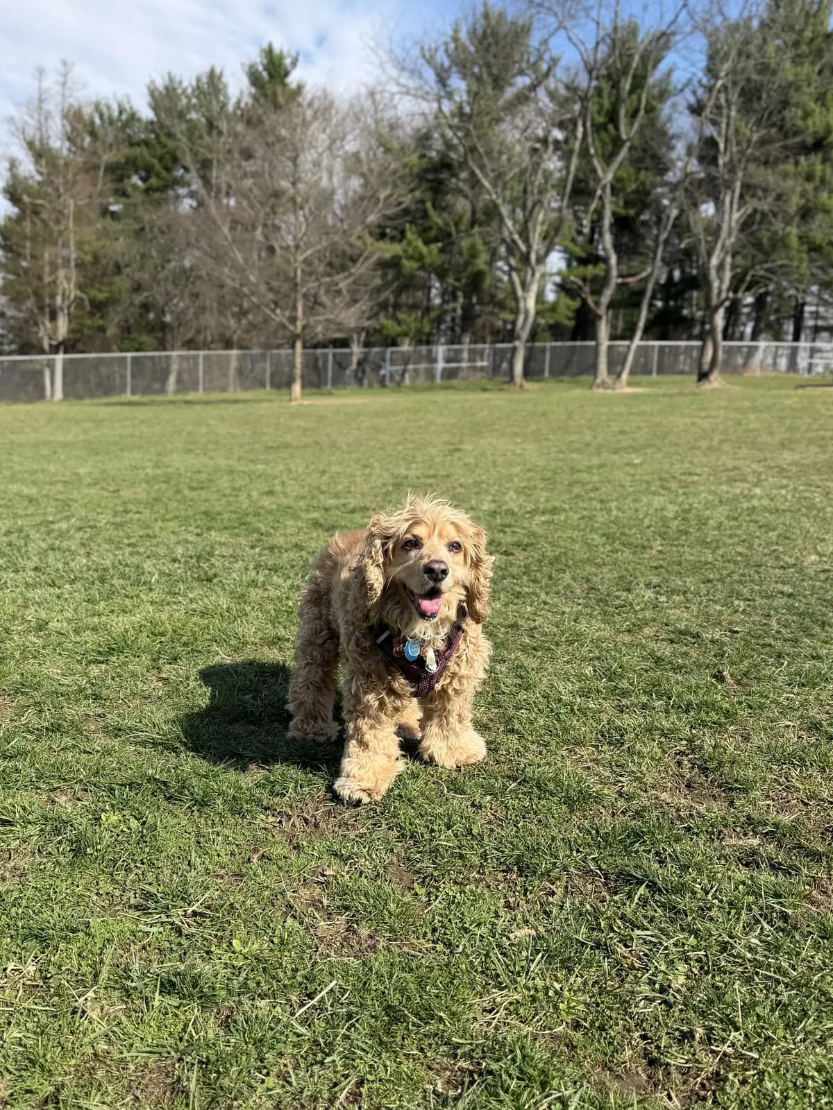 Adventure Start: I've been transported to Settler's Cabin Dog Park, where the air is warm and the smells are abundant. Let's just say, I frolicked.