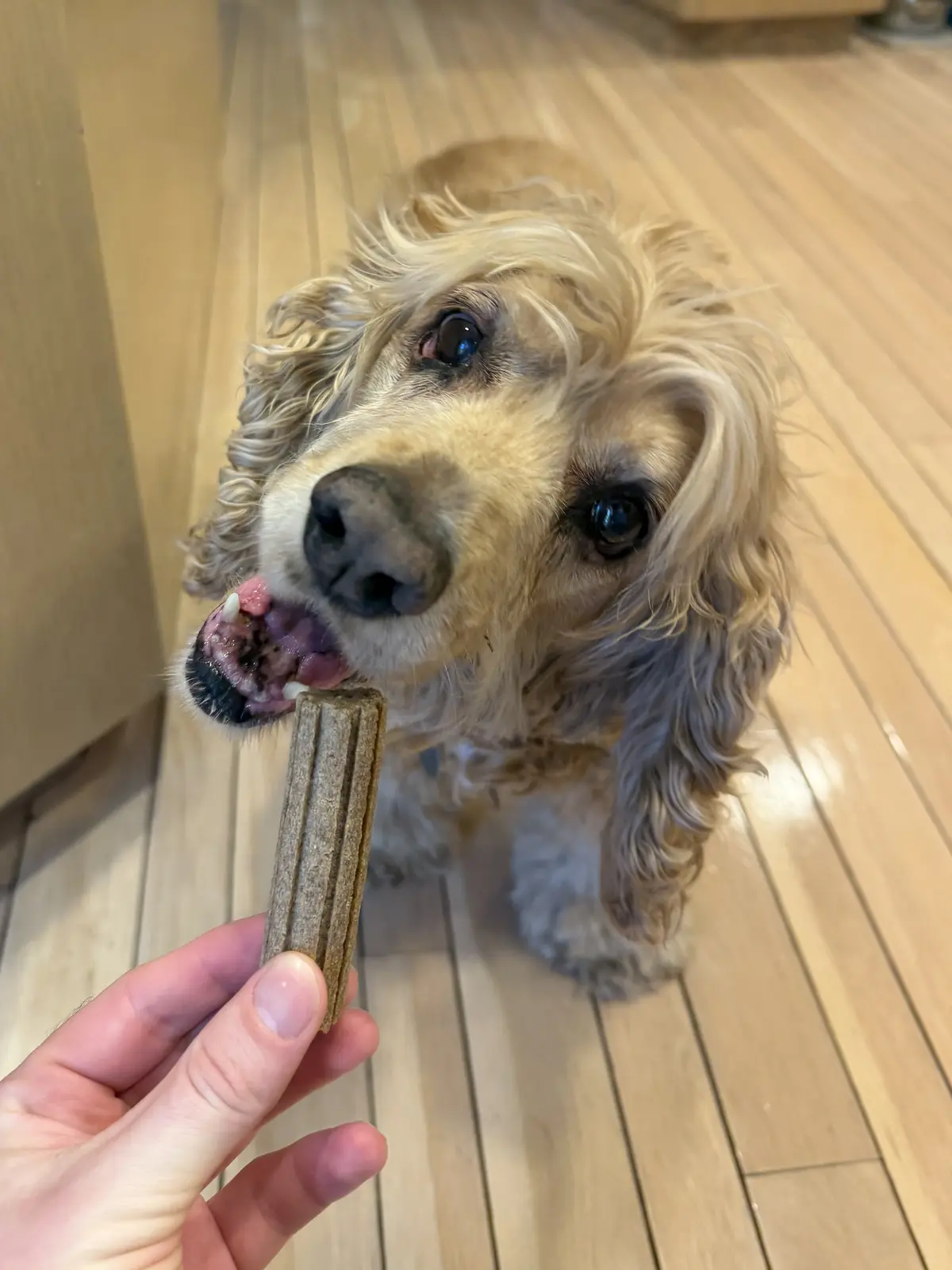 For Dentist Eyez Only: Taking my daily dental chew as prescribed. Teeth looking whiter already.