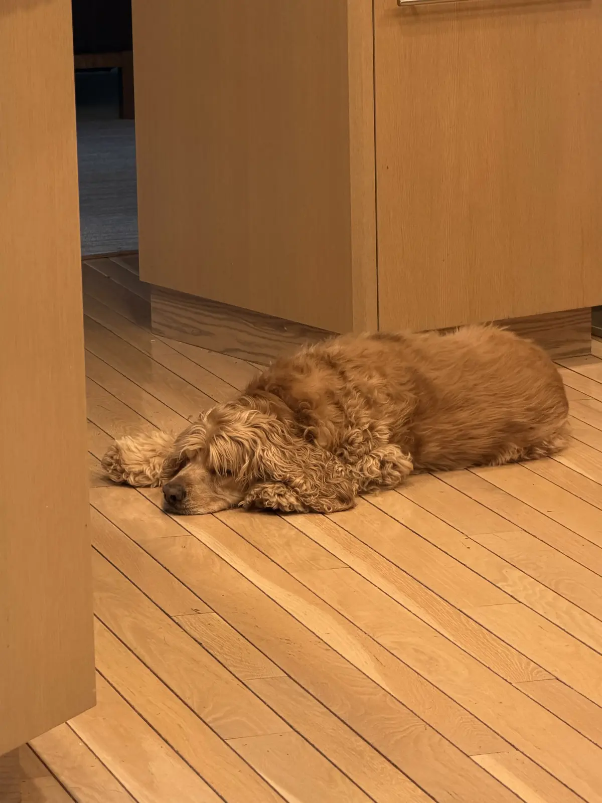 Hibernation: Cool floor. Tired legs. Rest needed.