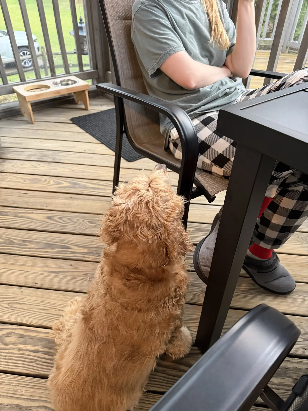 Soup's On: With laser focus, I zeroed in on the source of the aroma. Tragically, I was not rewarded with a taste. Instead, I was relegated to my kibble. I will keep trying.