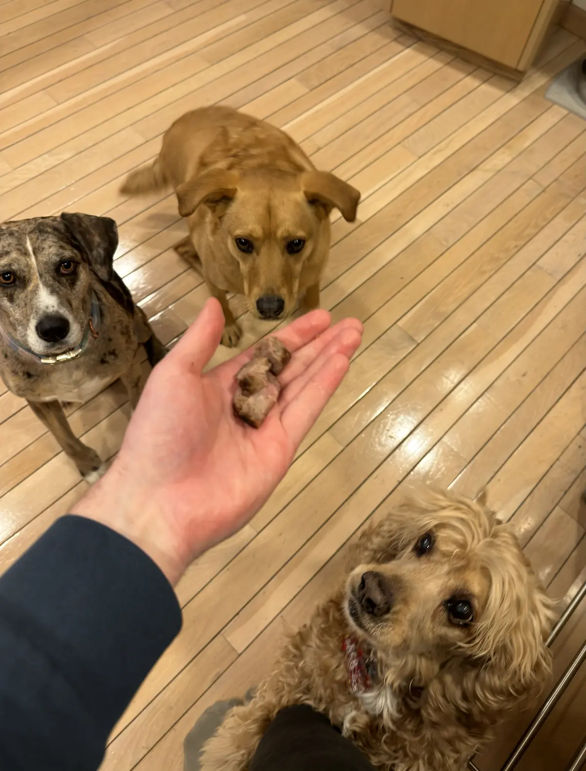 Finally, Something To Eat: After finishing dinner, I was surprised with the remnants of a meaty feast. And no, I wasn't begging. I was doing a trick that requires extreme balance, needed support from Ryan's leg.