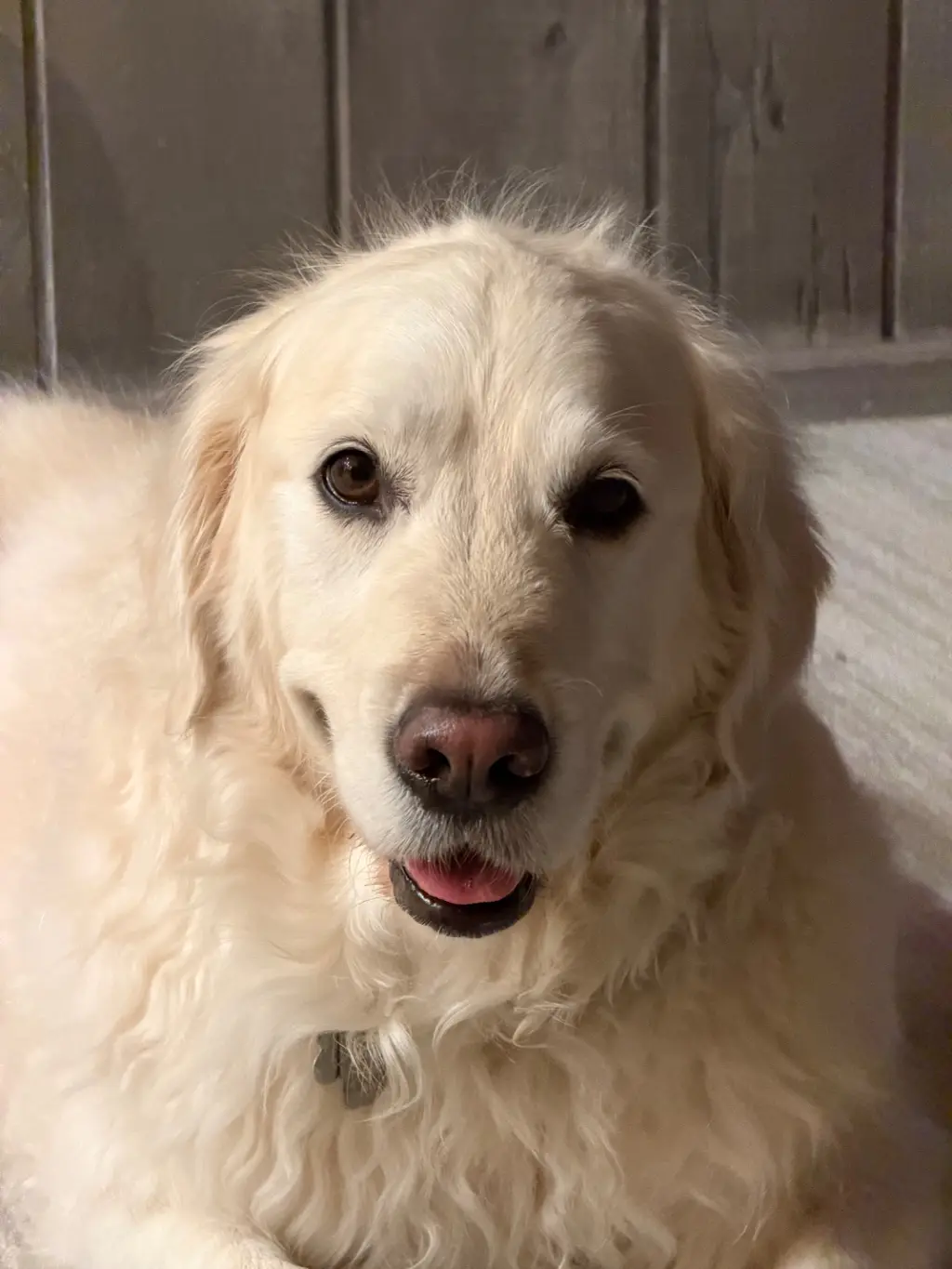 Blue Steel: Getting some headshots in for my casting agent. They’re casting me in The Return of Air Bud