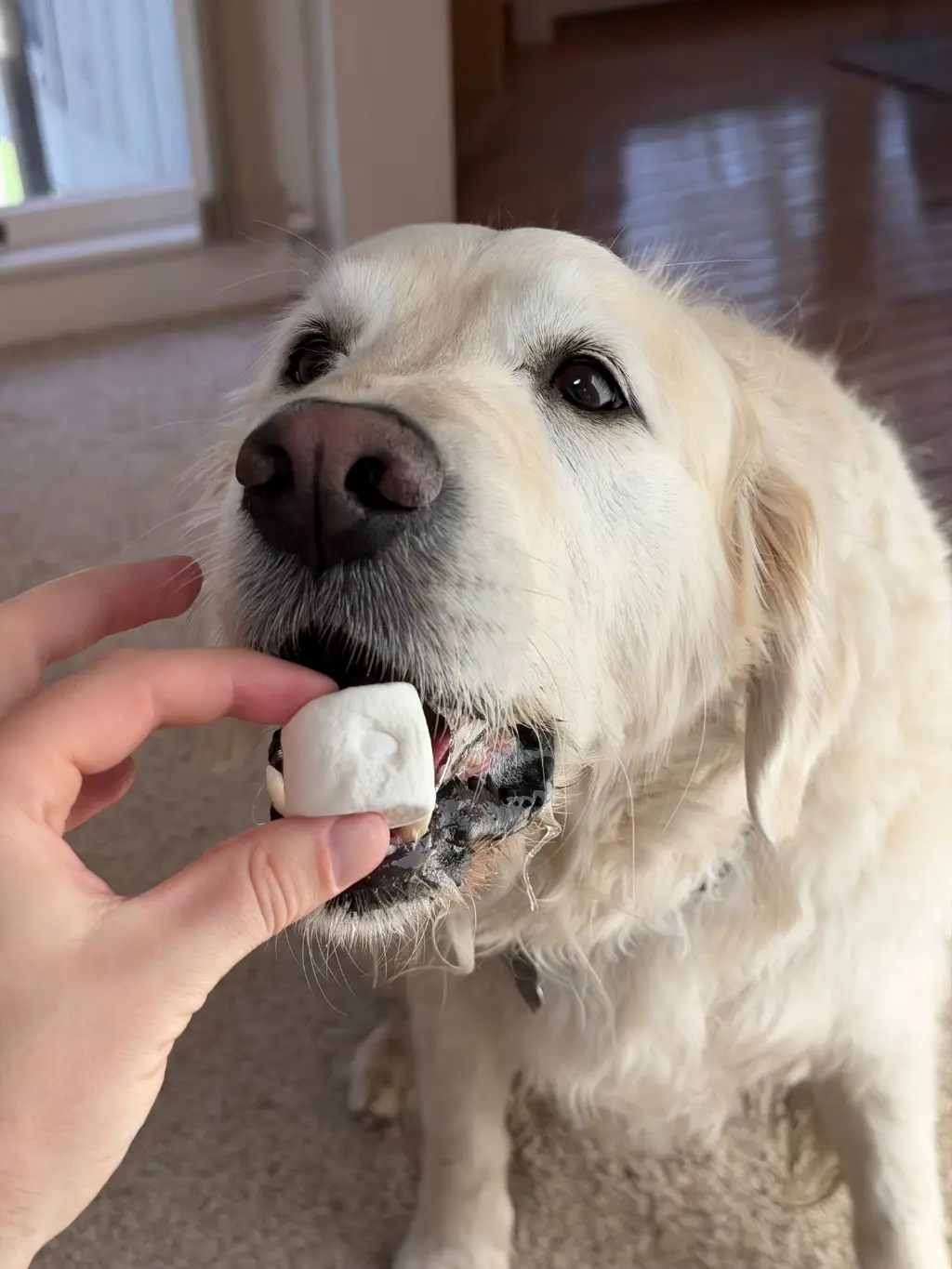 20cc of Sugar, Stat: Marshmallow for a marshmallow. The perfect medical administration device