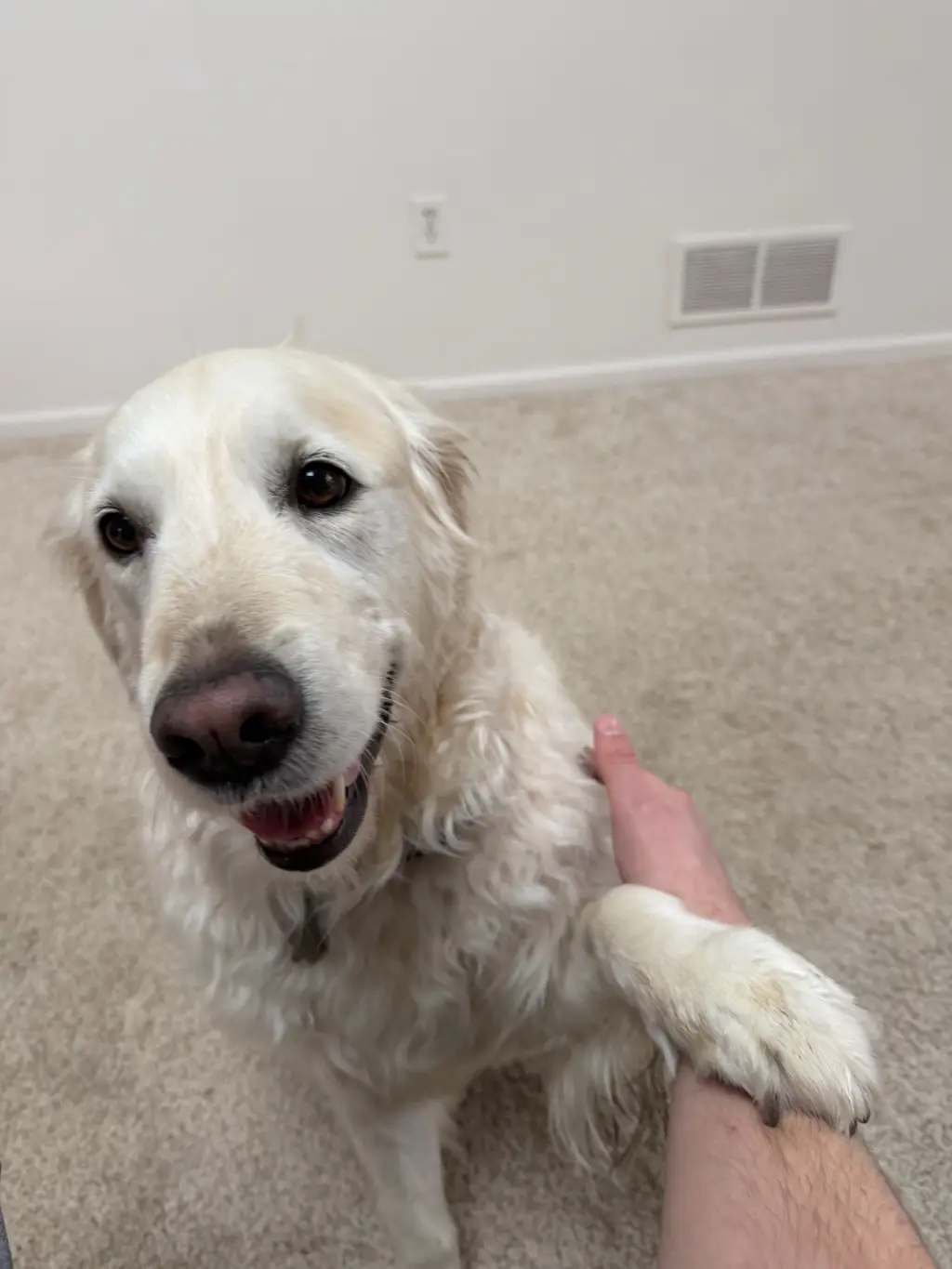 Respectfully, No: Politely declining Ryan’s offer to stop petting me. The show must go on