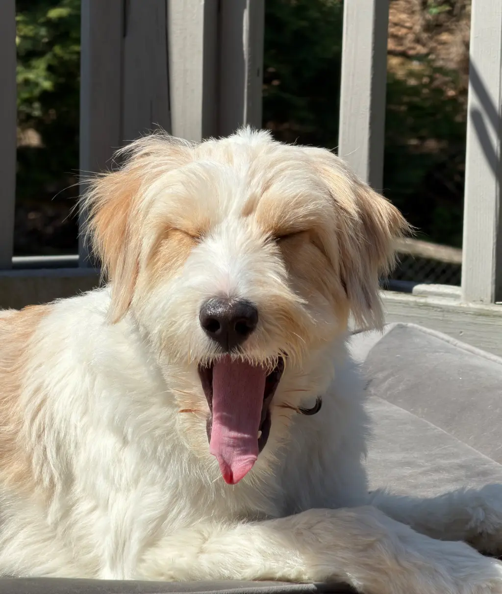 AAAAAAHHHH!: The rumors are true. I’m sleepy.