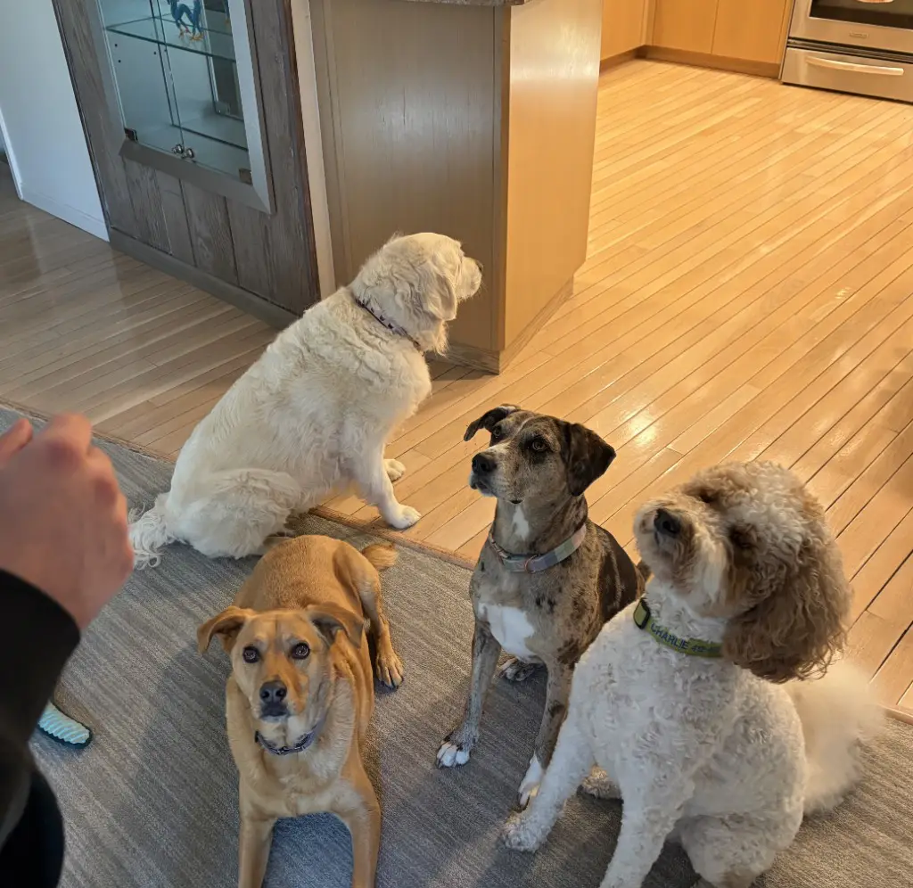 I've Got The Spirit: It's treat time in the household and we're doing sits. The other pups are focused on the reward. For me, the sit is rewarding enough.