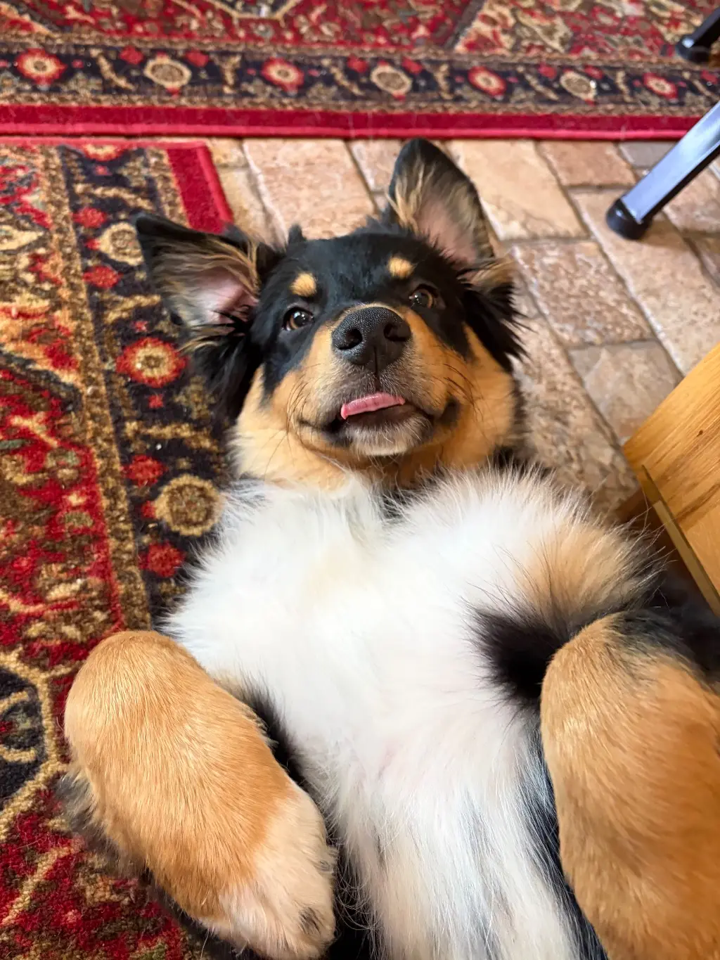 Belly Up: Trying not to be too obvious when I want a pet. Is it working?