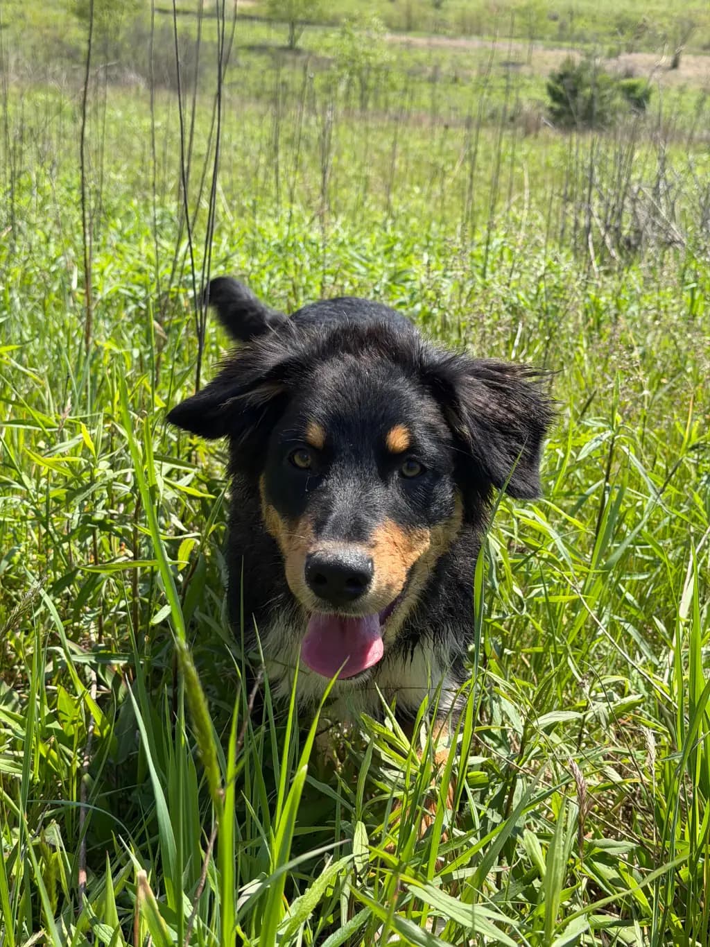 Snaking About: You see me slithering through the reeds. Who’s that handsome reptile?? Why, it’s me. Jake. Jake The Snake.