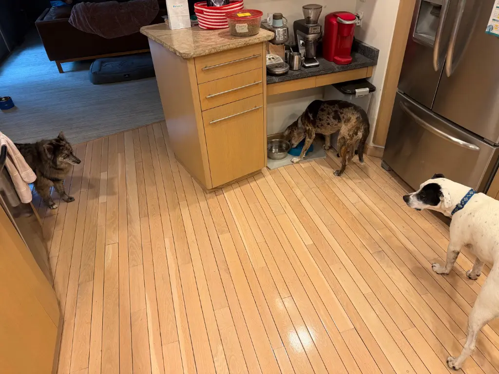 Standoff: Mya and I have the same objective: Clean Frenzy’s food bowl. But there can only be one dedicated bowl cleaner. Now we’ve locked eyes, this might get crazy.