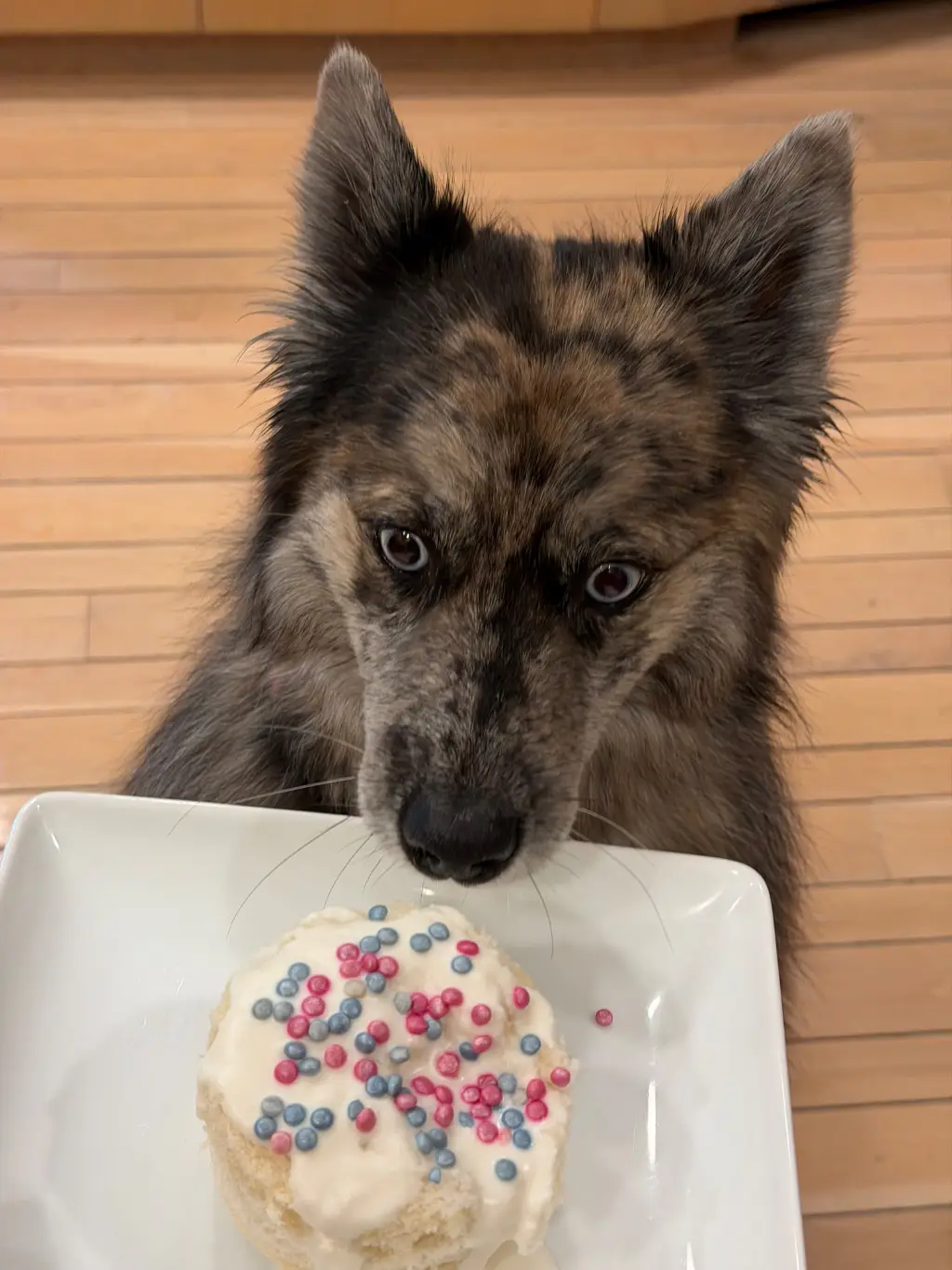 Birthday Girl: Turning six is pretty sweet. I’m starting to think this pupcake might be for me.