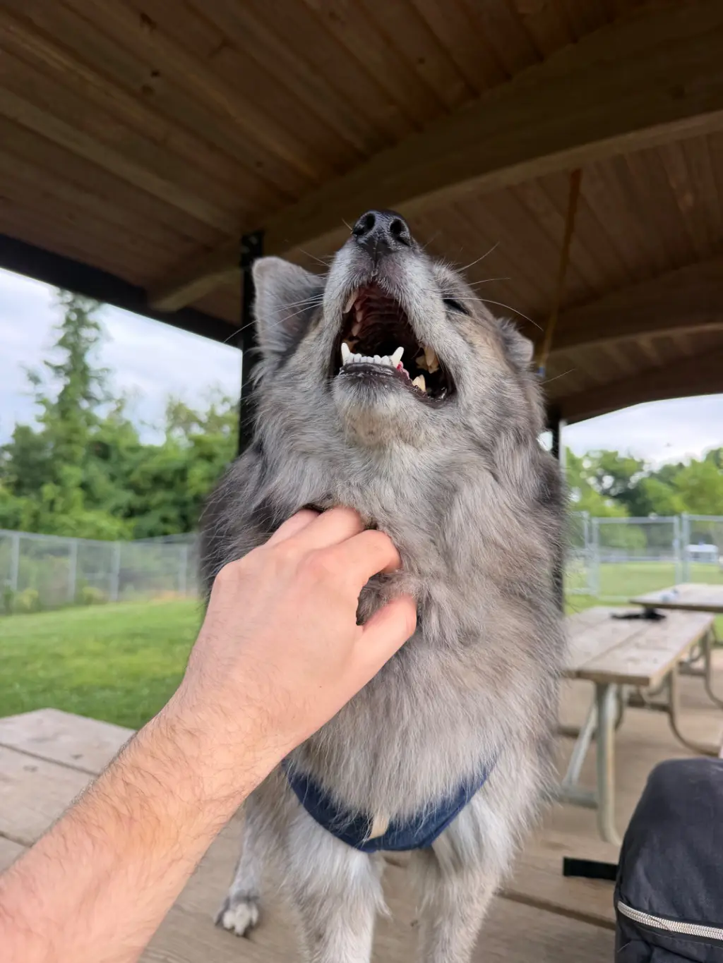 The Scritch Zone: You’ve found it