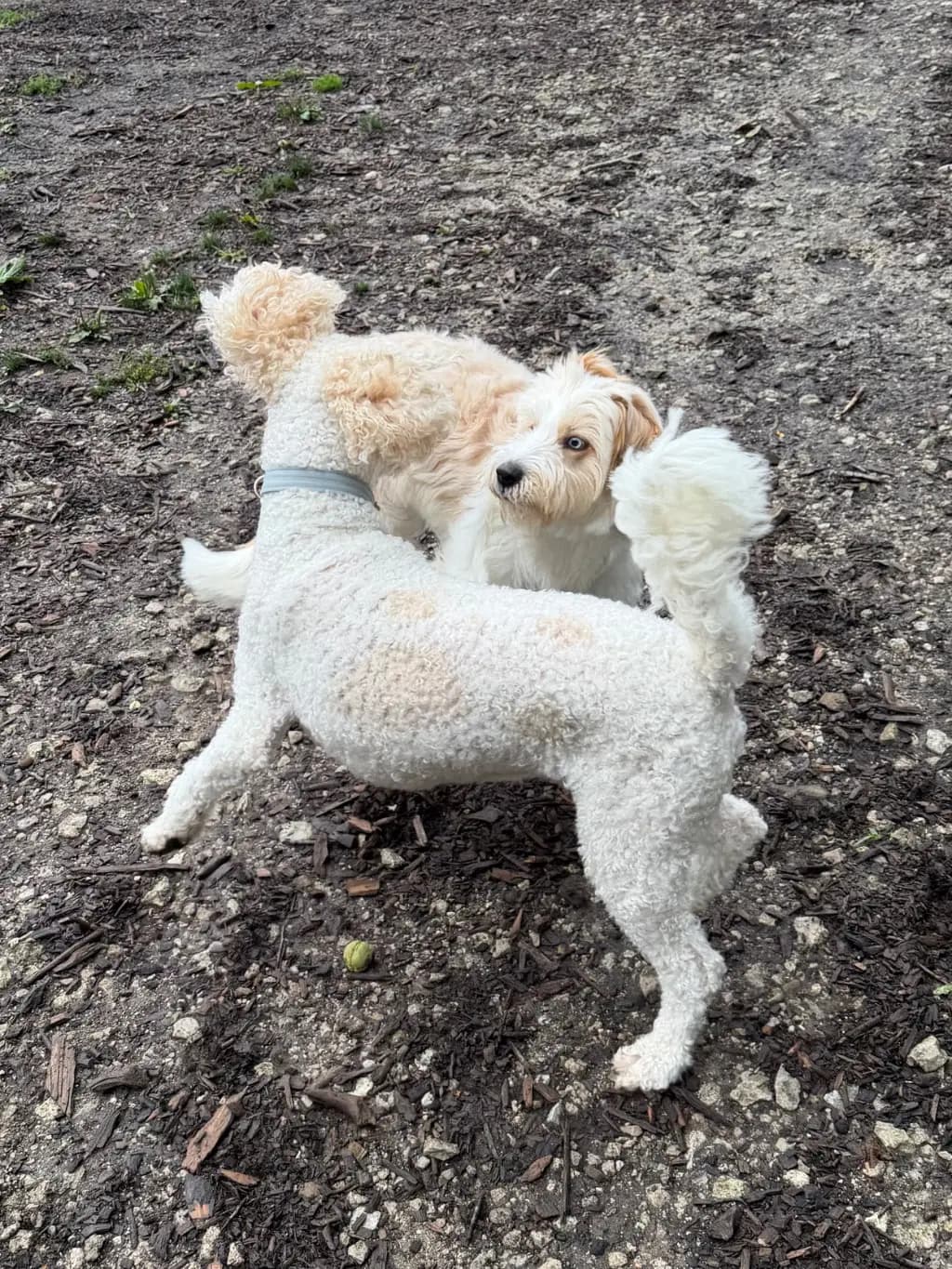 Cumulonimbus: Building up energy with my fellow doodle. Our formation will be towering